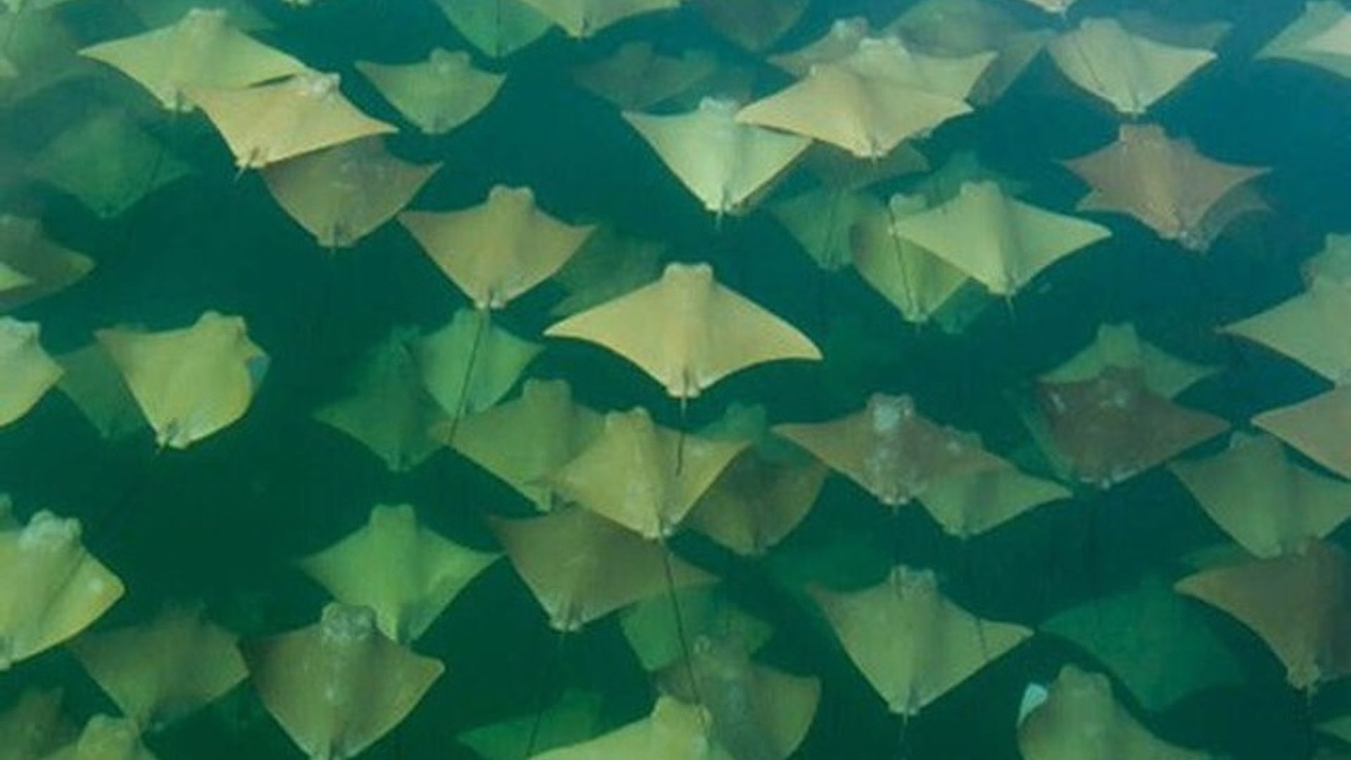 Semiz eshaklar bilan anal jinsiy aloqa