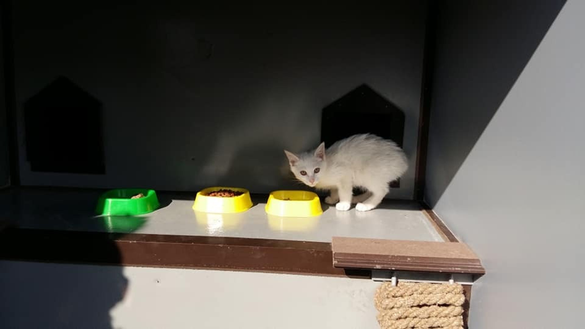 Keksa va semiz odamlarning porno videolari