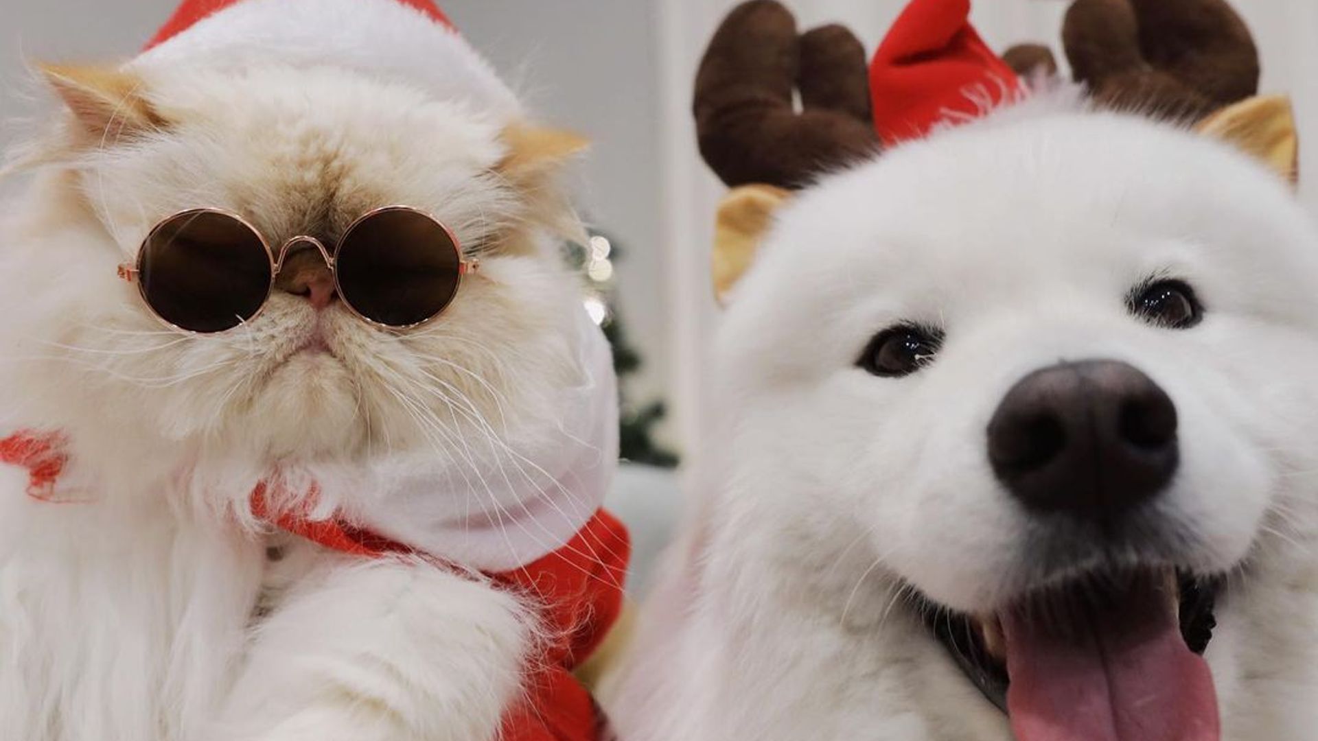 U silikon kokraklarini korsatdi.