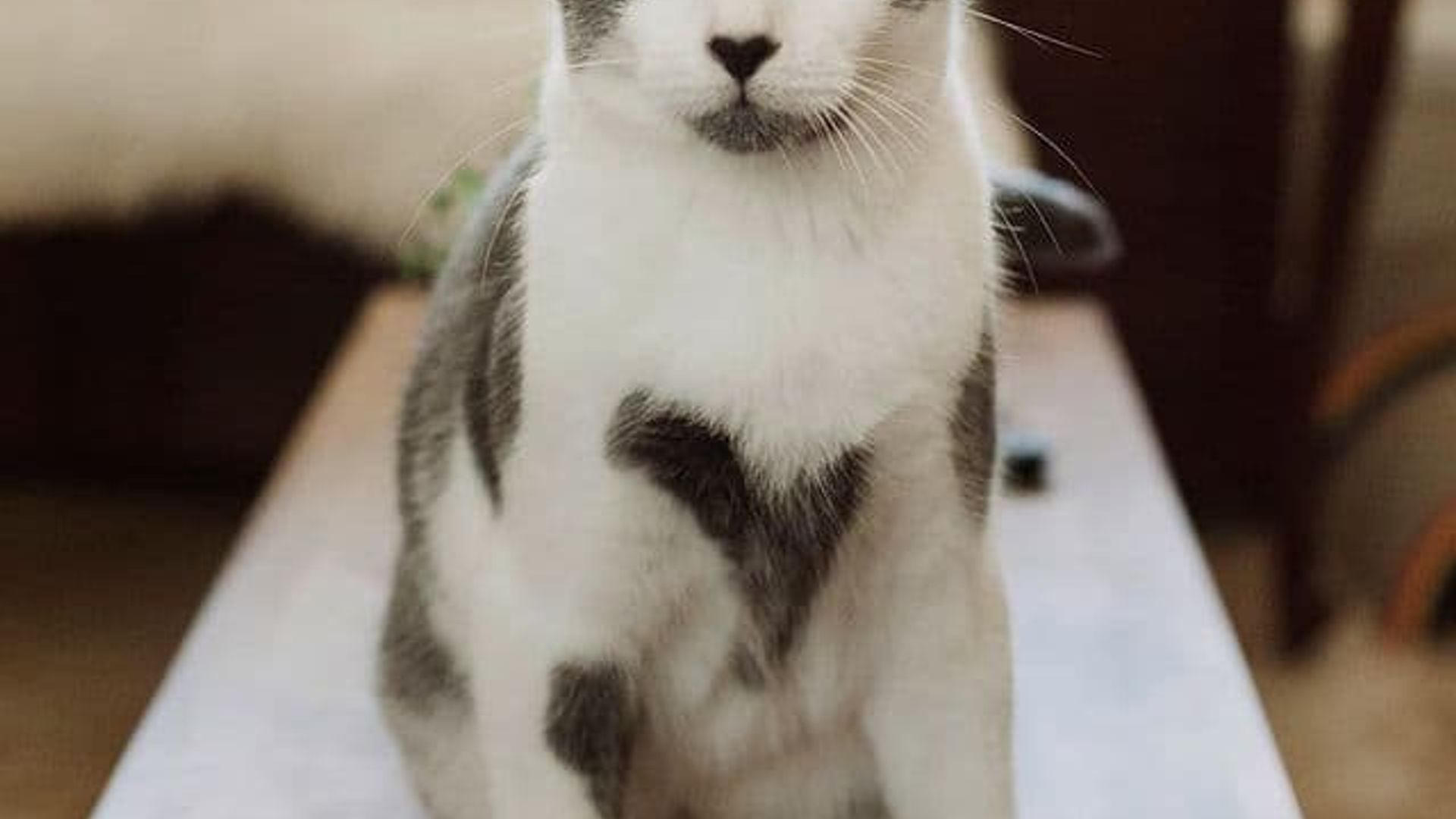 Bodibildingchi ayol bilan