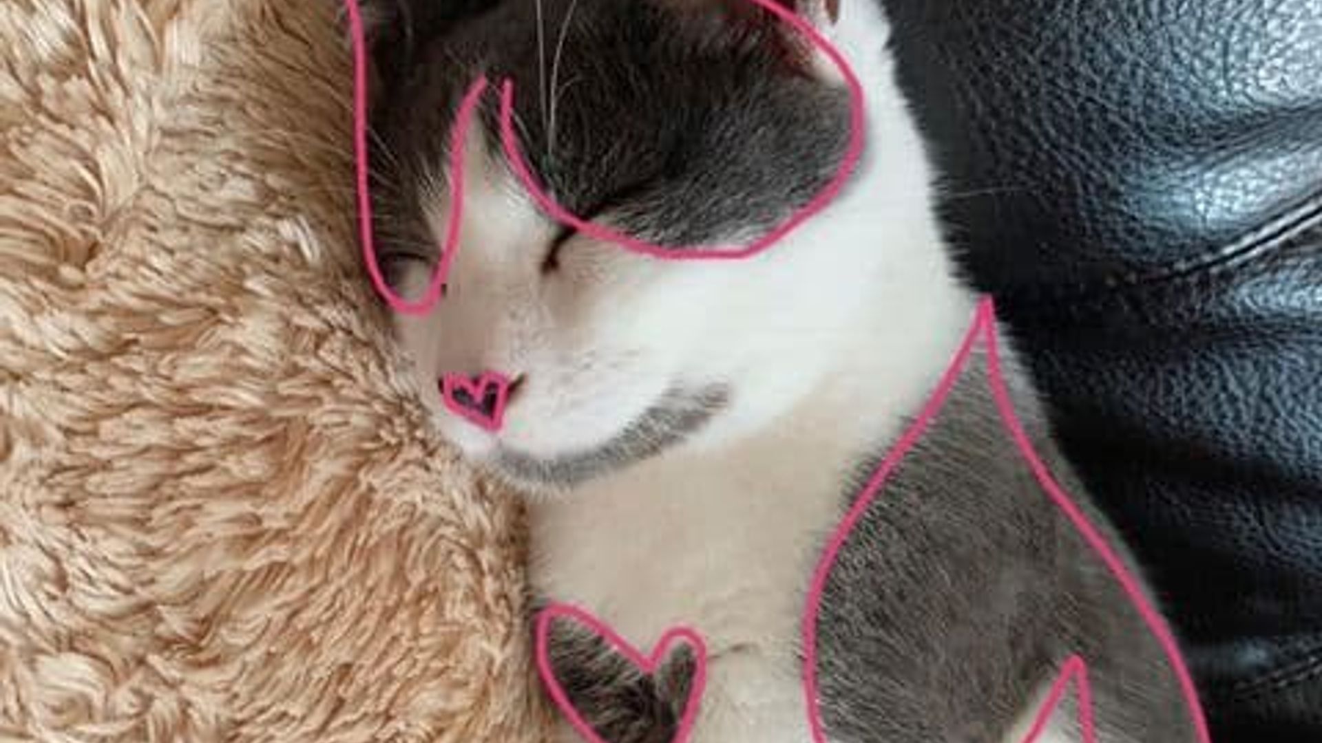 Ayollar mushuklarida tanani boyash