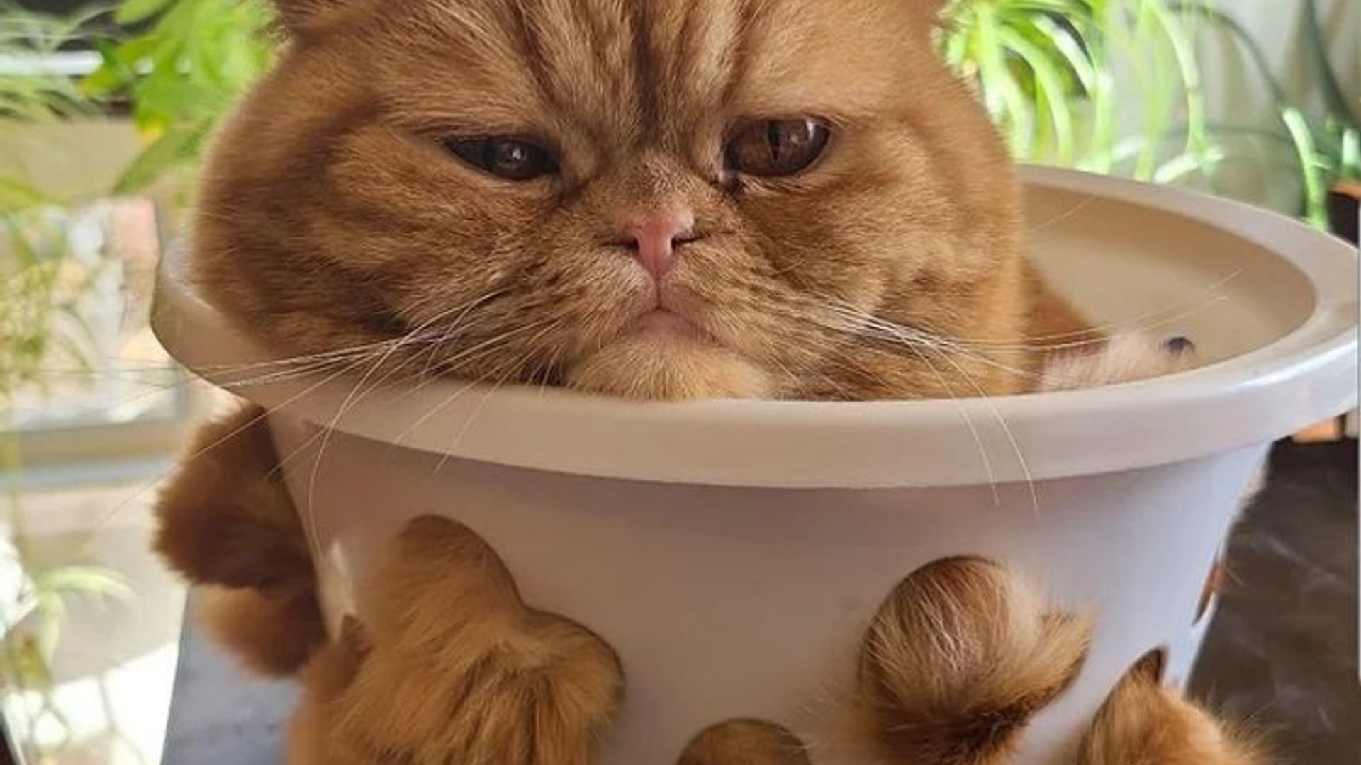 Buzilgan mushukdagi sikning fotosurati