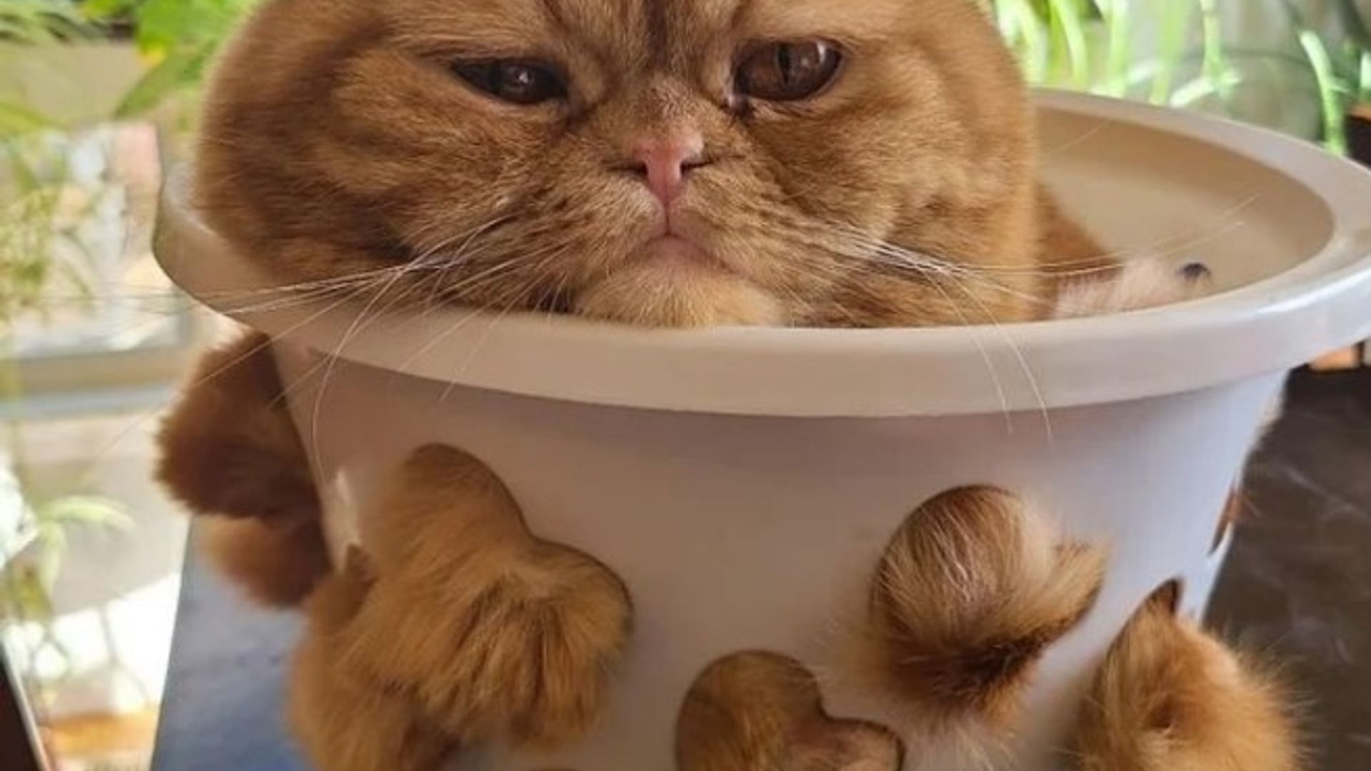 Koltuk kiygan shahvoniy ayolning shaxsiy fotosurati