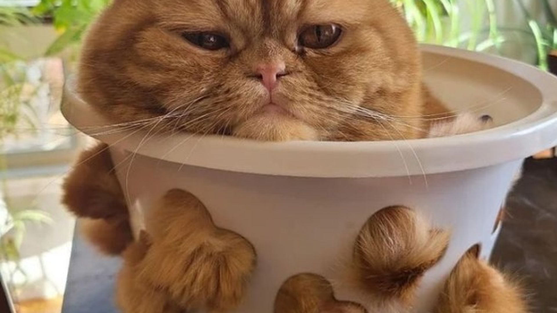 Oq panties erotik fotosurat