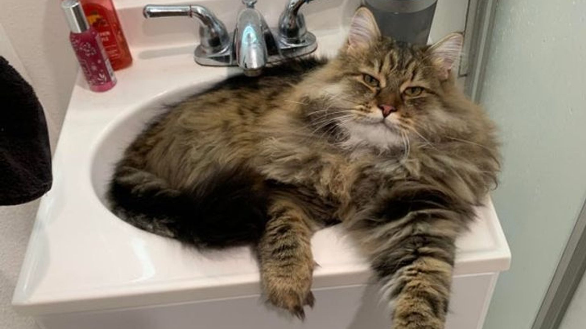 Mushukdagi sikning hayajonli fotosuratlari