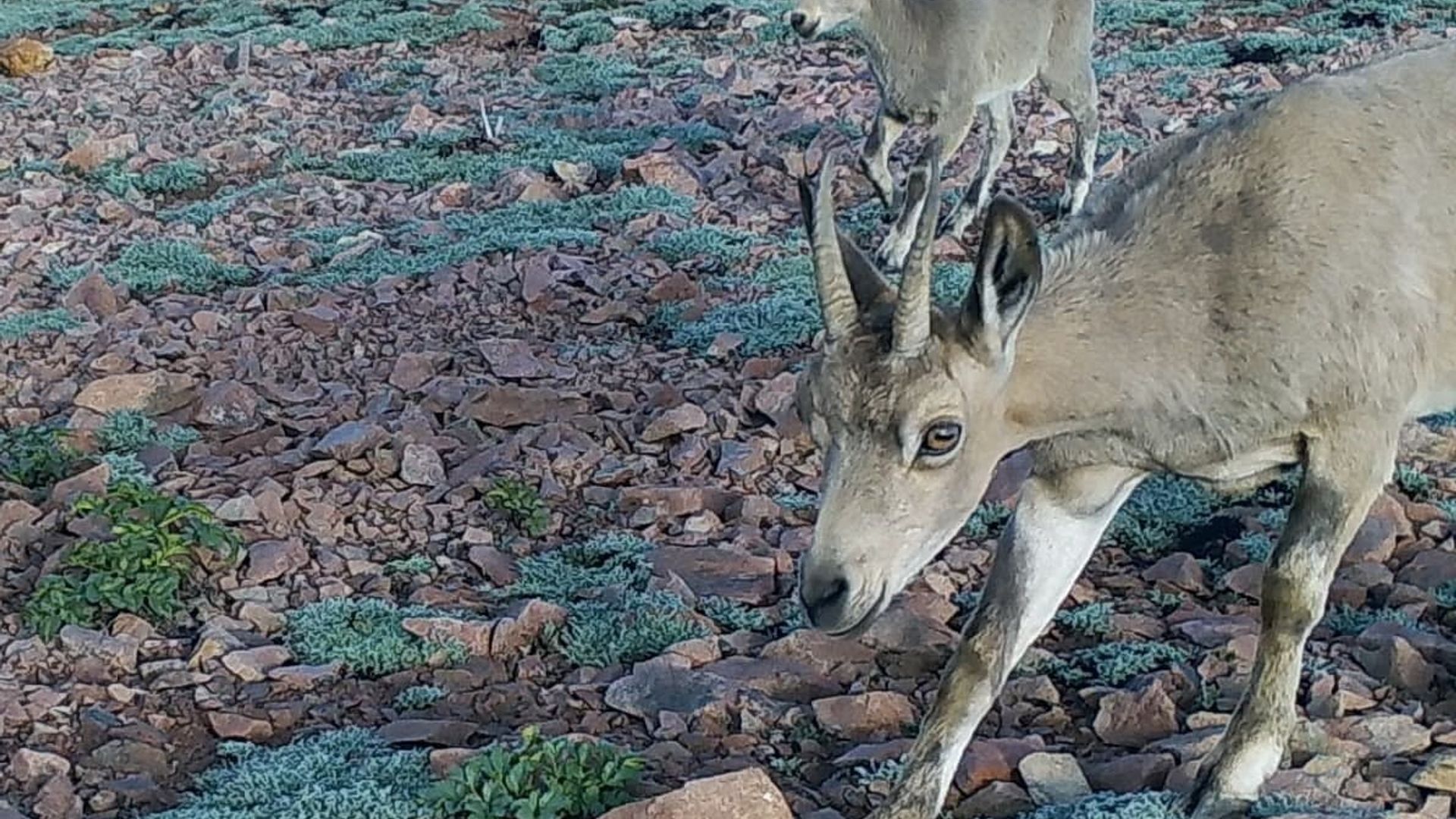 Porno kanopi jinsiy aloqa