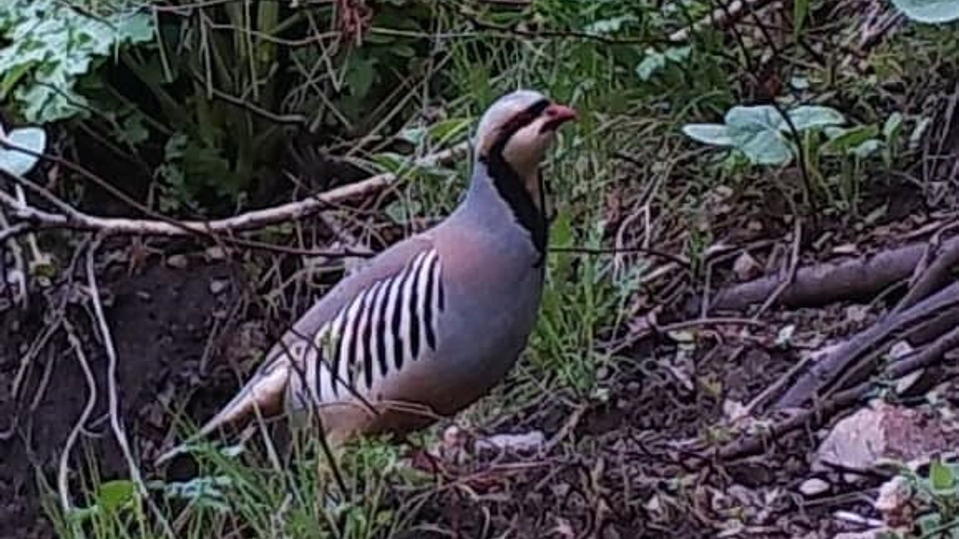 Butun dunyodan fohishalar