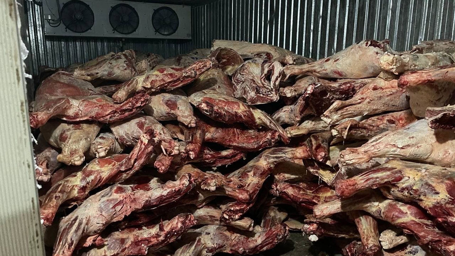 Natasha Karalevoning pornografik seks videosi