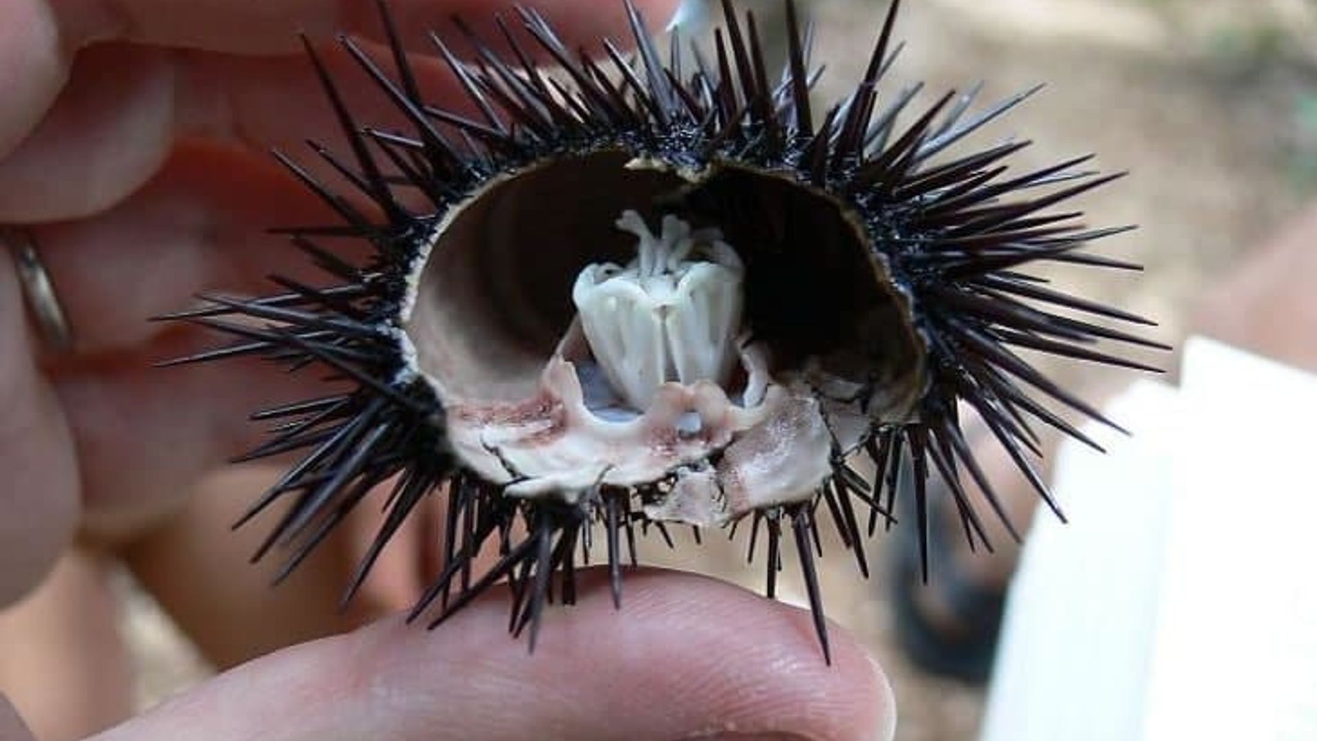 2-uy: Lsha va Nastya jinsiy aloqa