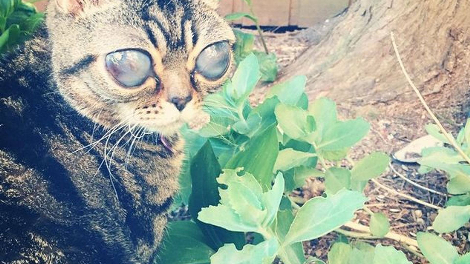 Katta labli mushuk surati Katta labli mushuk surati