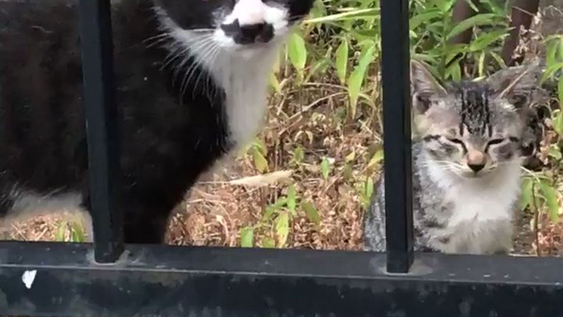 Pulsiz jinsiy aloqa 7 Yalangoch amerikalik kino yulduzlari