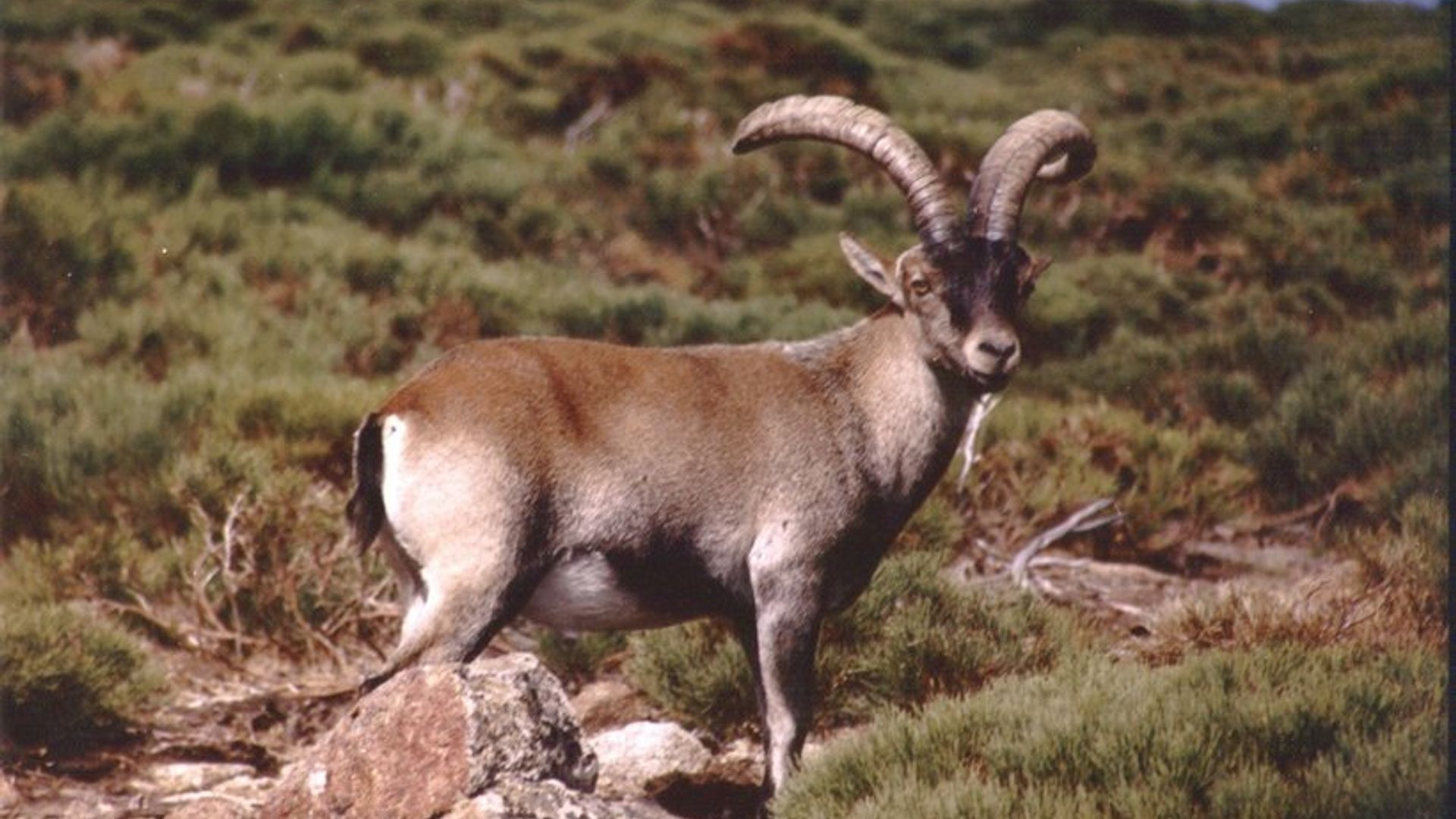 Yosh xususiy porno Qizil fohishalar video