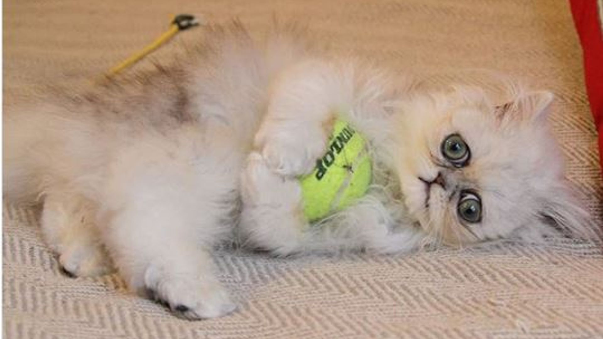 Rus pornosi: bobo va yosh hamshira Robot porno tomosha