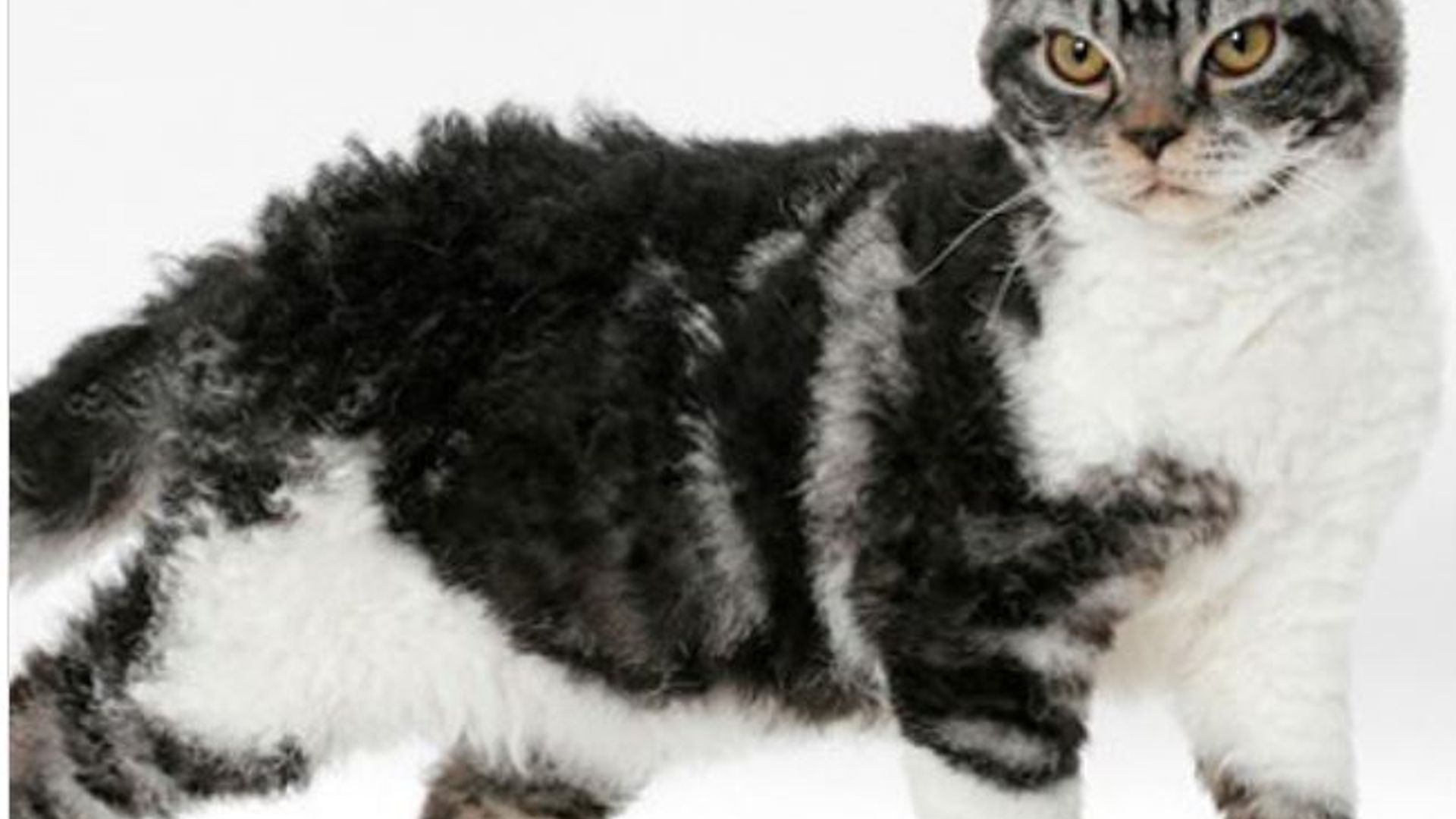 Yevropa ayollar porno rasmlar Yigitlar emizayotgan video