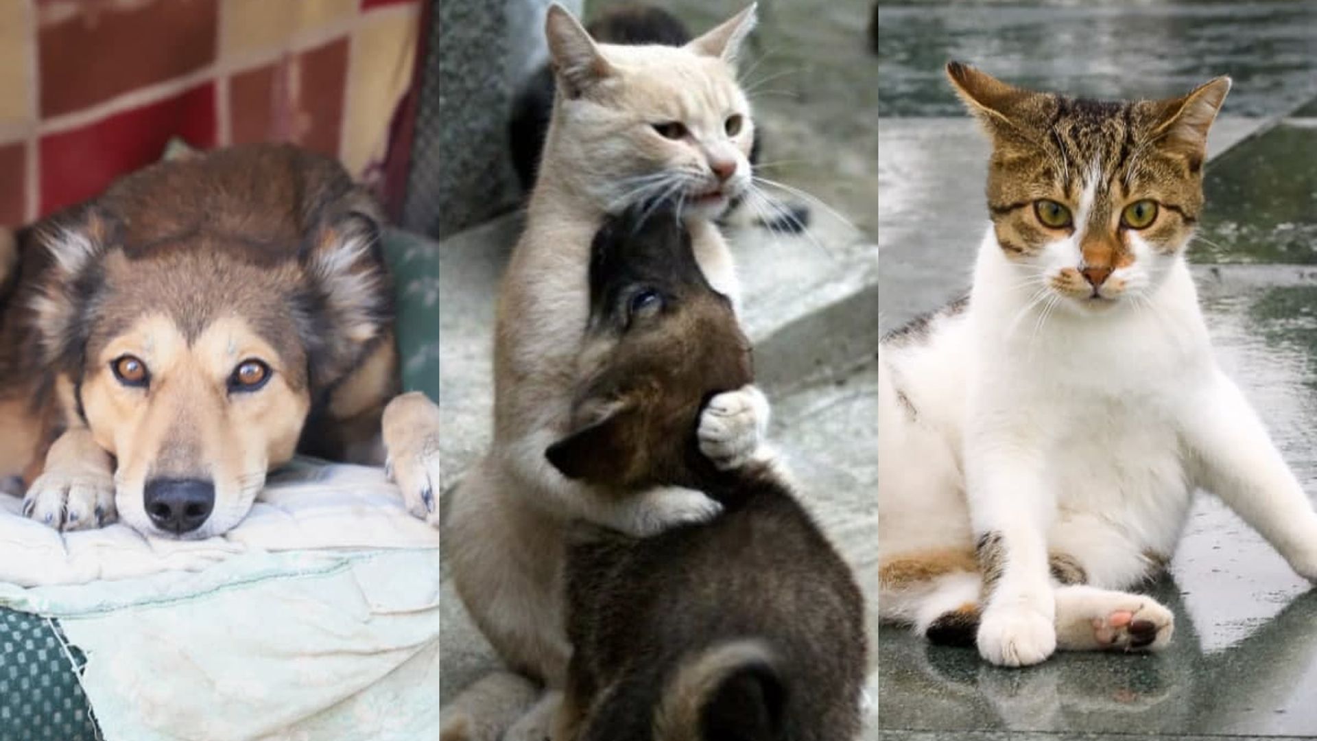 Jinsiy aloqa juda majburiydir Koylakdagi transseksual erektsiya oldi.