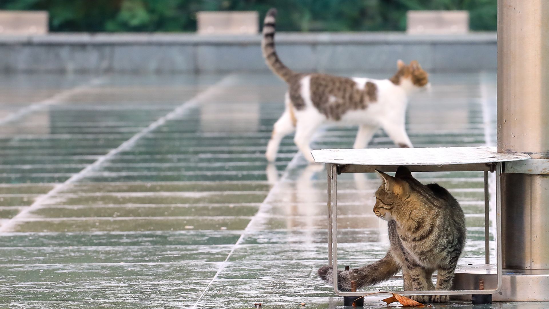 Homilador ayol bobosi bilan jinsiy aloqada bolgan porno videoni tomosha qiling. Eshagimga bunaqa sikni ushlab turolmasdim.