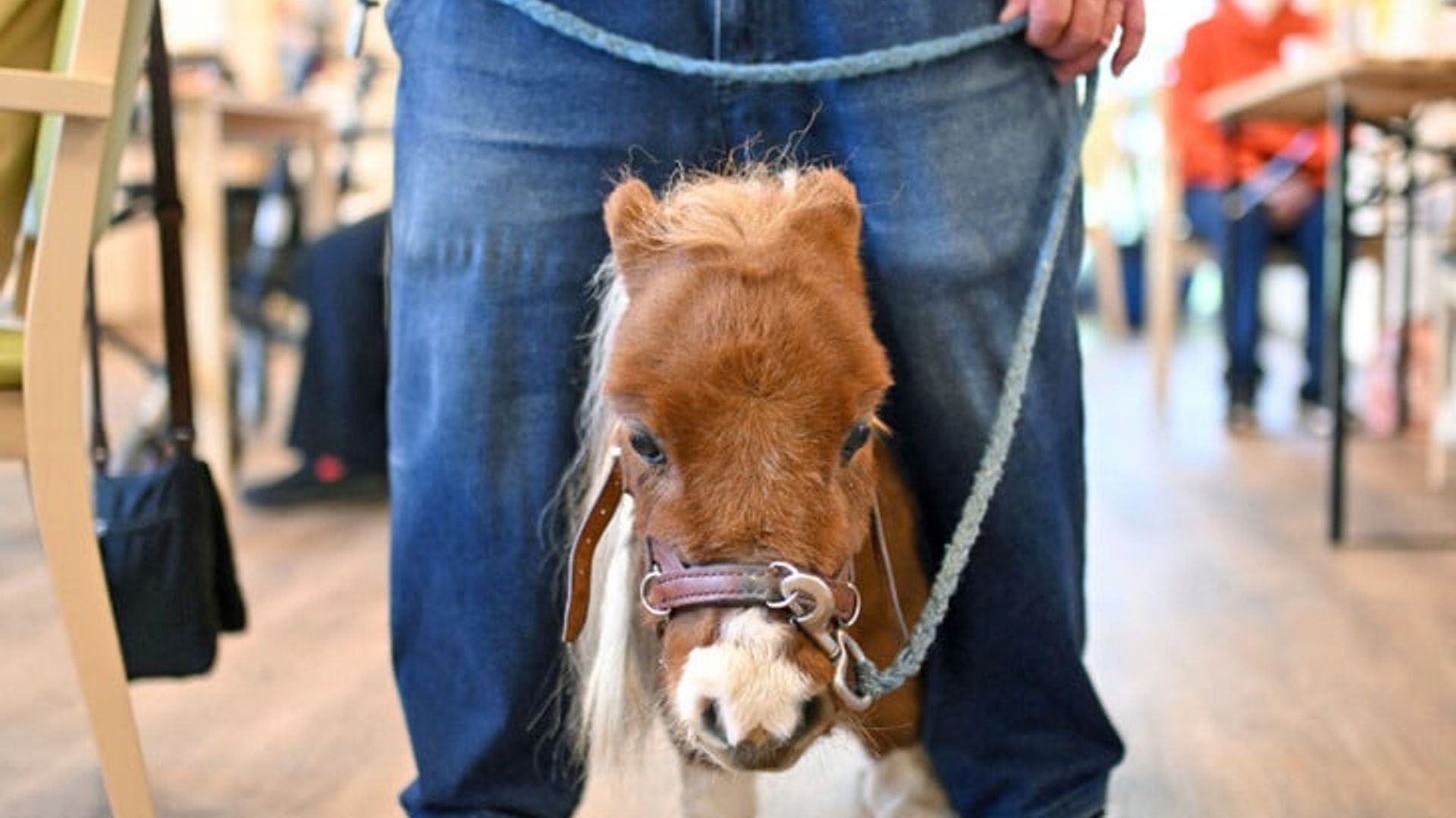 Ozarbayjonning Guba tumanidagi porno video Rossiya xususiy sochli fotosuratlar