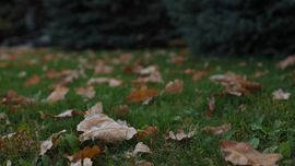 Ўзбекистонда дам олиш кунлари ҳарорат қанчага пасайиши маълум қилинди