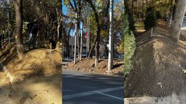 Тошкентдаги хиёбонда дарахтлар танаси салкам 1 метргача кўмиб ташланди