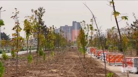 Тошкентда 800 дан ортиқ дарахт экилган яшил ҳудуд қуриб қолгани тўғрисидаги хабарларга изоҳ берилди