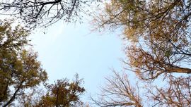 Ўзбекистонда 14 ноябрь куни ҳарорат 23 даражагача кўтарилади 