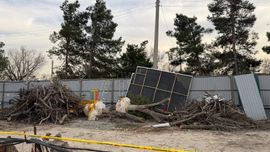 Тошкентда 12 туп дарахт қўпорилгани оқибатида табиатга 351 млн сўмдан ортиқ зарар етказилди