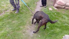 Ангренда 8 ёшли боланинг ўлимига сабабчи бўлган дайди ит тутилди