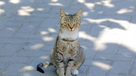 Ўзбекистонда ҳайвонларга шафқатсизлик қилганлар энди бир йилгача қамалиши мумкин