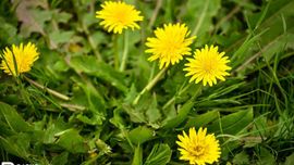 Ўзбекистонда 7 апрель куни ҳарорат яна пасайиб, ёмғир ёғади