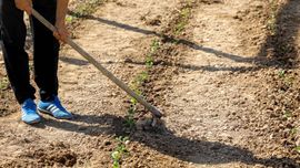 Берега канала в Фергане превратились в сады и виноградники