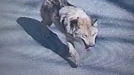 Жанубий Кореяда 300 киши йўқолган бўрини қидирмоқда