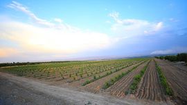 Ўзбекистонда дала четларига экин экмаганлар энди жаримага тортилади