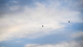 Ўзбекистонда ҳафта қандай об-ҳаво билан бошланиши маълум қилинди