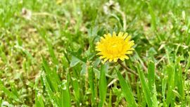 Ўзбекистонинг қатор ҳудудларида 22 апрелда ёмғир ёғади