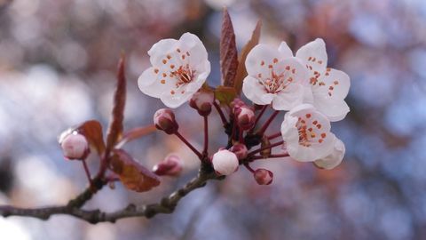 “Kosmonavt” danakdan ungan sakura muddatidan olti yil avval gulladi