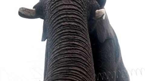 Angliyada fil o‘zini iPhone yordamida suratga tushirdi