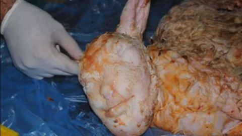 Туркияда одам қиёфасидаги қўзичоқ туғилди (видео)