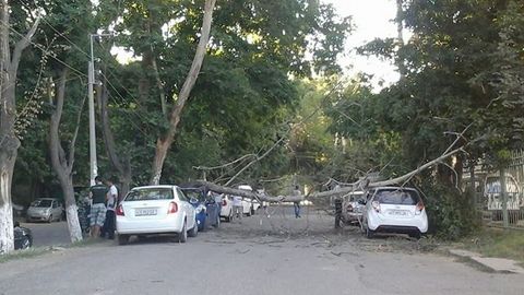 Тошкентда қуриган дарахт шохи иккита Spark’ни босиб қолди