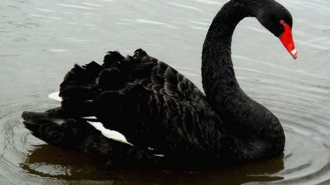 Toshkent hayvonot bog‘iga qora oqqush keltirildi