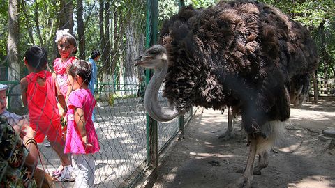 Toshkent hayvonot bog‘ida plastik stakanni yutib yuborgan tuyaqush tirik qoldi