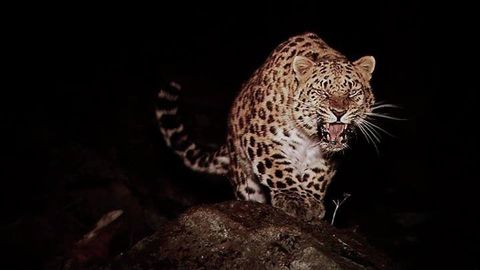 Ҳиндистонлик аёл ўзига ҳамла қилган қоплонни белкурак билан уриб ўлдирди