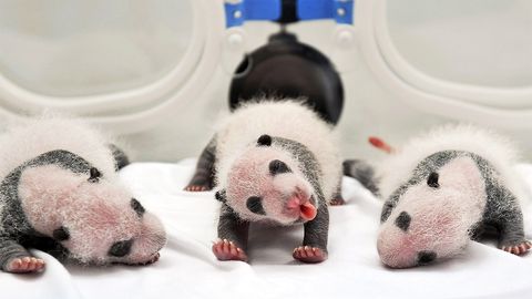 Xitoy hayvonot bog‘ida dunyodagi ilk uch egizak pandalar tug‘ildi