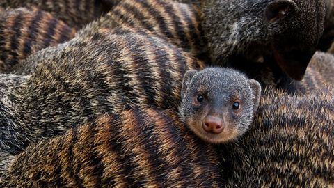 50 dan ortiq porno etuk rus ayollar