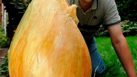 Buyuk britaniyalik bog‘bon yetishtirgan piyoz 8,5 kg vazn bilan Ginnesning Rekordlar kitobiga kirdi