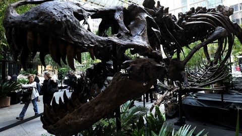 БААда иккита тираннозавр скелети 14 миллион долларга сотилади