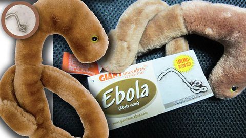 AQShda Ebola virusi shaklidagi o‘yinchoqlar tezda sotilib ketdi