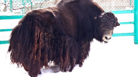 Toshkent hayvonot bog‘ida tashrifchilar aybi bilan qo‘tos halok bo‘ldi