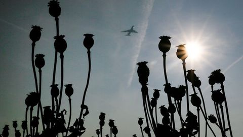 Afg‘oniston opiy ishlab chiqarish bo‘yicha o‘z rekordini o‘rnatdi