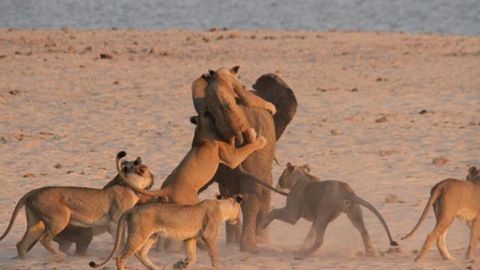 Fil bolasi 14 ta sherdan o‘zini himoya qila oldi (video)