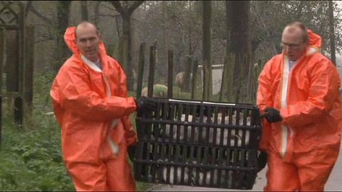 Нидерландияда парранда гриппи туфайли 150 мингта товуқ йўқ қилинди